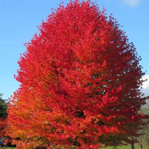 SWEETGUM TREE NATIVE