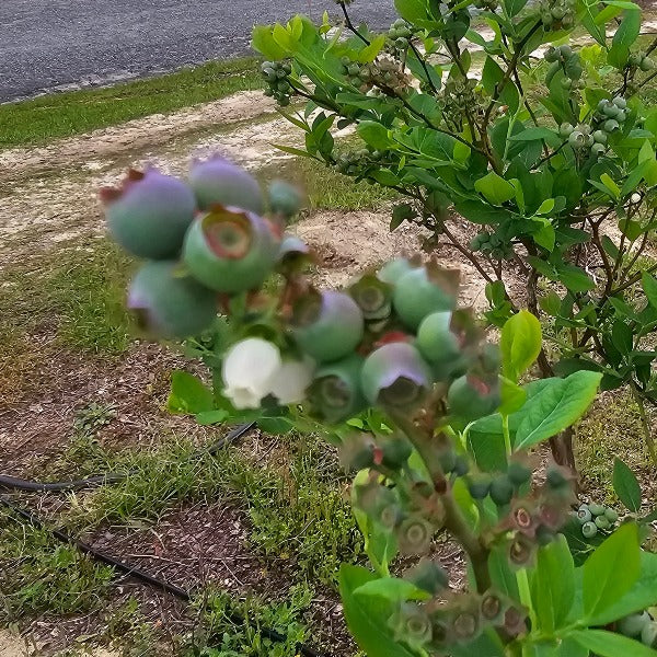 Titan Rabbiteye blueberry plant with exceptionally large berries for sale at Advanced Nursery Growers in DeFuniak Springs, Florida