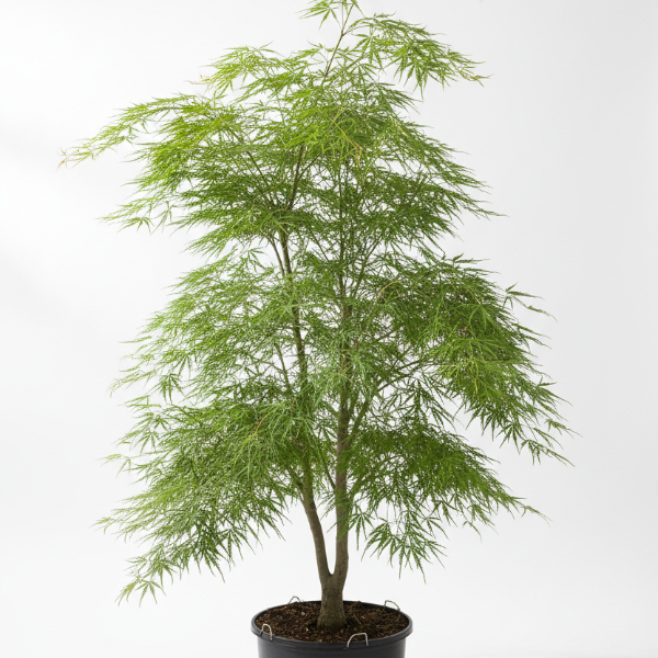 Tree – Acer palmatum ‘Seiryu’ – Upright Green Laceleaf Japanese Maple