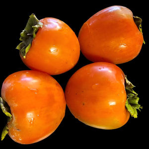 Hachiya Persimmon Tree for sale at Advanced Nursery Growers in DeFuniak Springs Florida