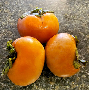 Ripe persimmons ready for u-pick at Advanced Nursery Growers in DeFuniak Springs, Florida