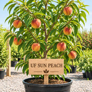 UF Sun Peach tree for sale at Advanced Nursery Growers in DeFuniak Springs Florida