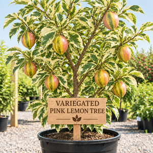 Variegated Pink Lemon Tree with variegated leaves and wooden sign