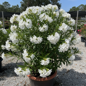 White Oleander Nerium oleander white flowering evergreen shrub for sale in North Florida at Advanced Nursery Growers.