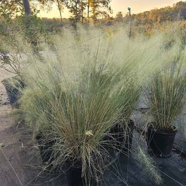 WHITE MUHLY GRASS Muhlenbergia capillaris 'White Cloud'