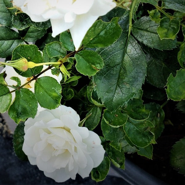 ROSE CLIMBING