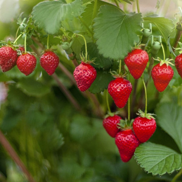 NATIVE Wild strawberry