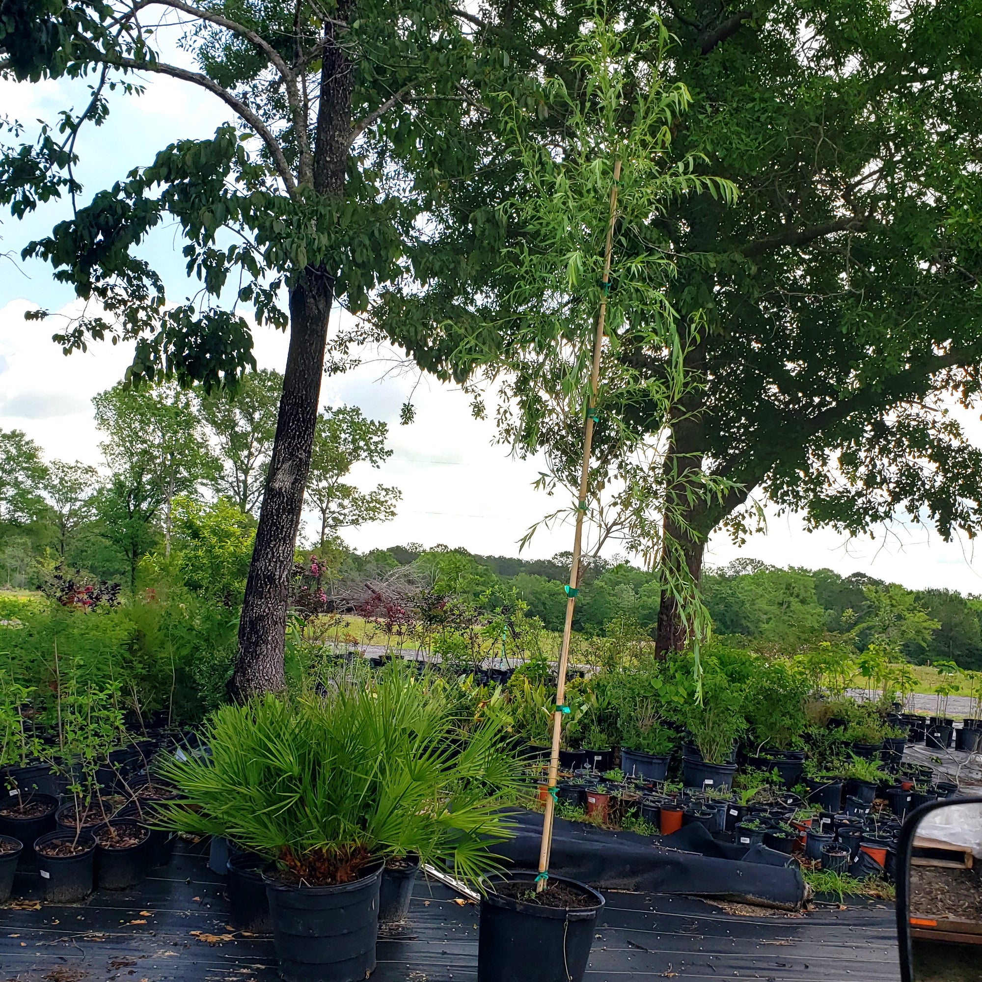 WEEPING WILLOW - Advanced Nursery Growers