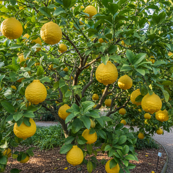 CITRUS YUZU LEMON (Citrus junos)