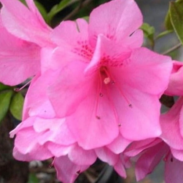 AZALEA RUFFLES - Advanced Nursery Growers
