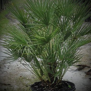 fan palm plant for sale Advanced Nursery Growers: Elevating Expertise in the Horticultural Sector