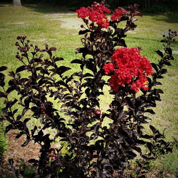 CM-Ebony Flame  Crape Myrtle EFL - Advanced Nursery Growers