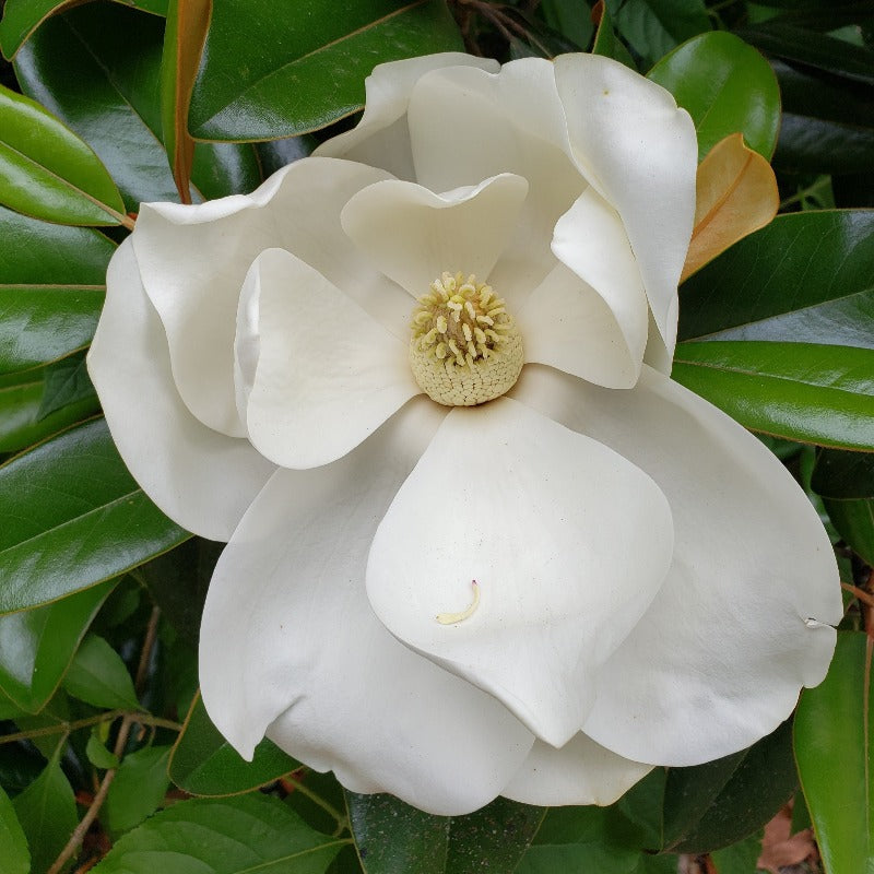 Frostproof Gardenia - Advanced Nursery Growers