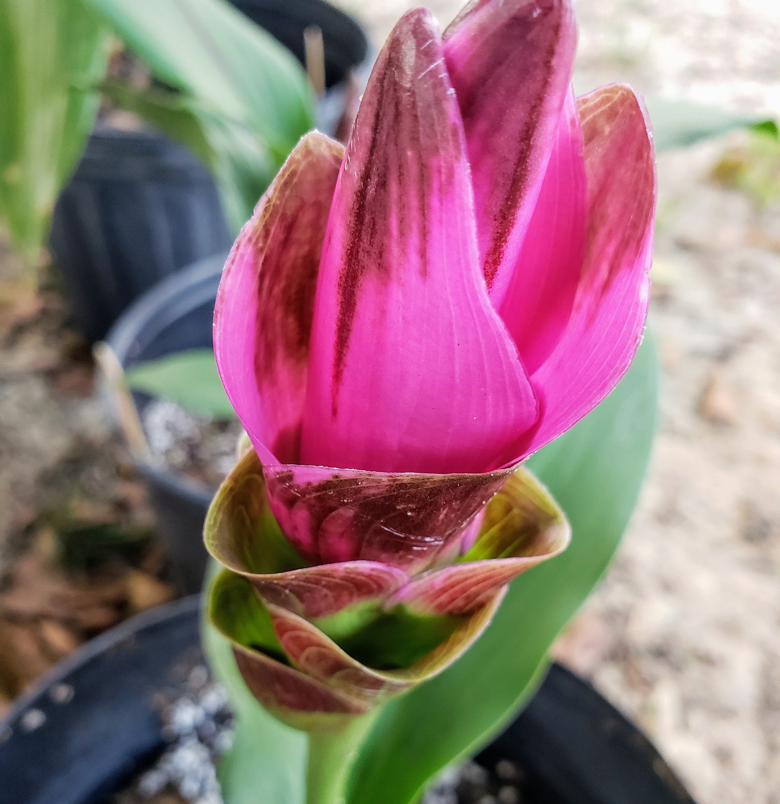 ONAMENTAL GINGER - Advanced Nursery Growers