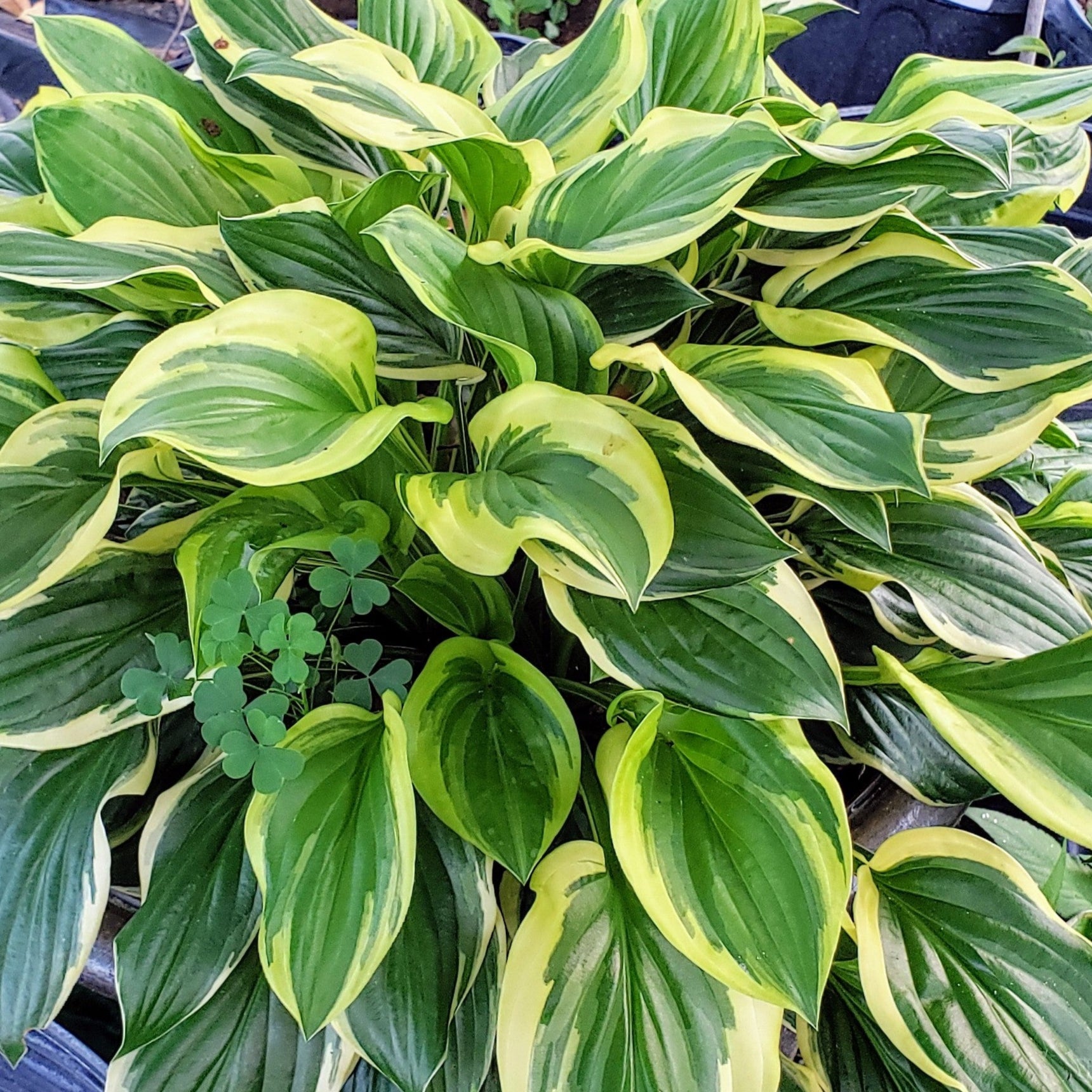 Hosta