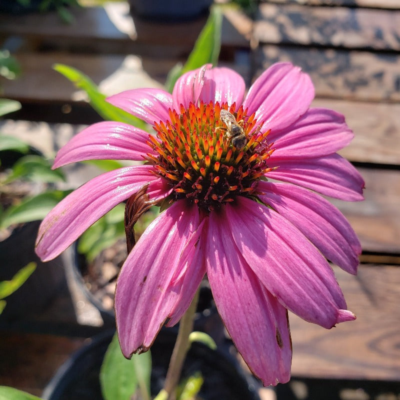 Cone Flower - Advanced Nursery Growers