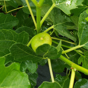 Brown Turkey Fig Tree with sweet bronze-brown fruit for sale in DeFuniak Springs Florida