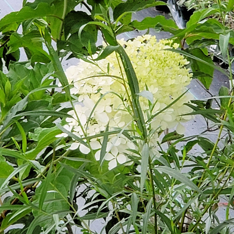 Hydrangea Phantom - Advanced Nursery Growers