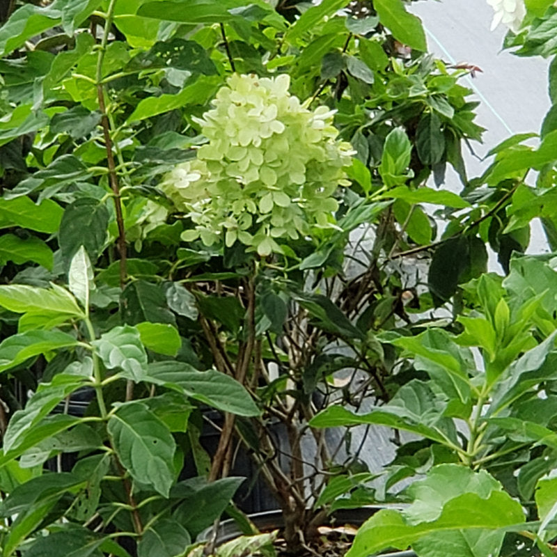 Hydrangea Limelight - Advanced Nursery Growers