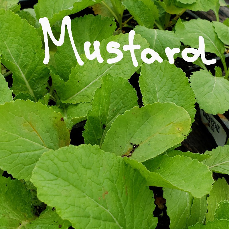 Vegetable-Mustard Florida Broadleaf - Advanced Nursery Growers