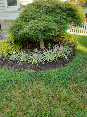 Lily-Dianella tasmanica 'Variegata', Flax Lily, Tasmanian Flax Lily - Advanced Nursery Growers