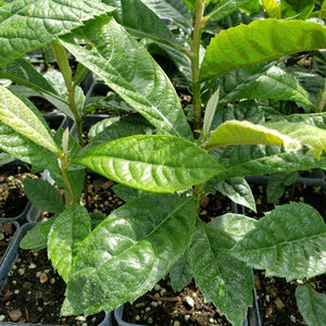 Fruit tree-Loquat - Advanced Nursery Growers