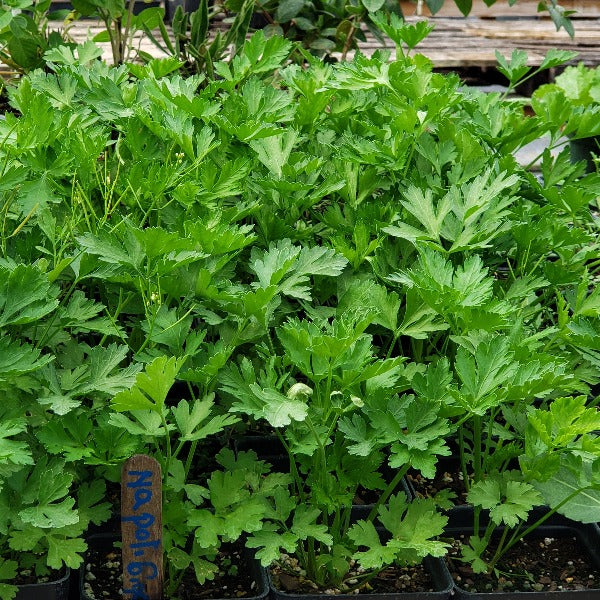 Herb-Parsley Napoli Gigante - Advanced Nursery Growers