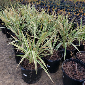 Lily-Dianella tasmanica 'Variegata', Flax Lily, Tasmanian Flax Lily - Advanced Nursery Growers