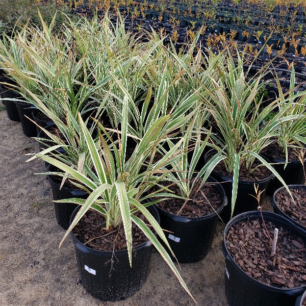 Advanced Nursery Growers: Elevating Expertise in the Horticultural Sector