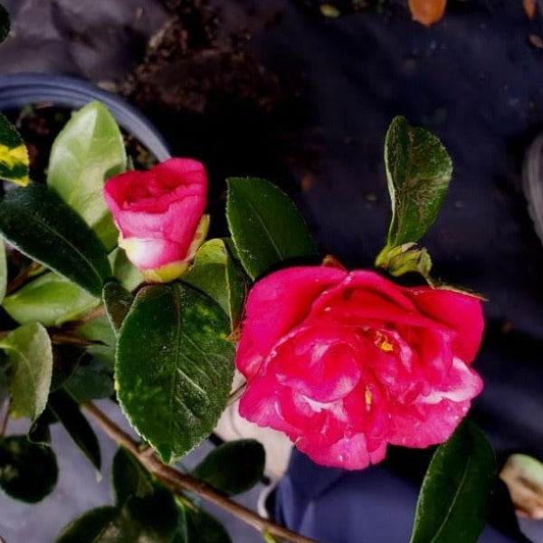 Camellia Gunsmoke - Advanced Nursery Growers