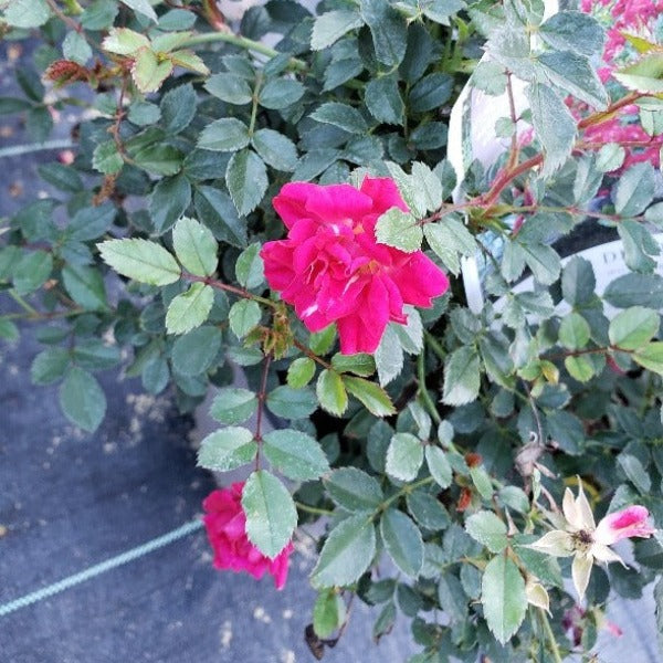 Knock out roses - Advanced Nursery Growers