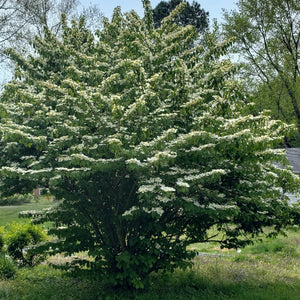 Japanese Snowball Tree - Advanced Nursery Growers