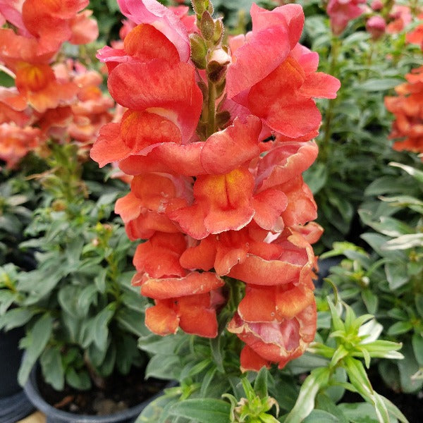 SNAPDRAGON - Advanced Nursery Growers