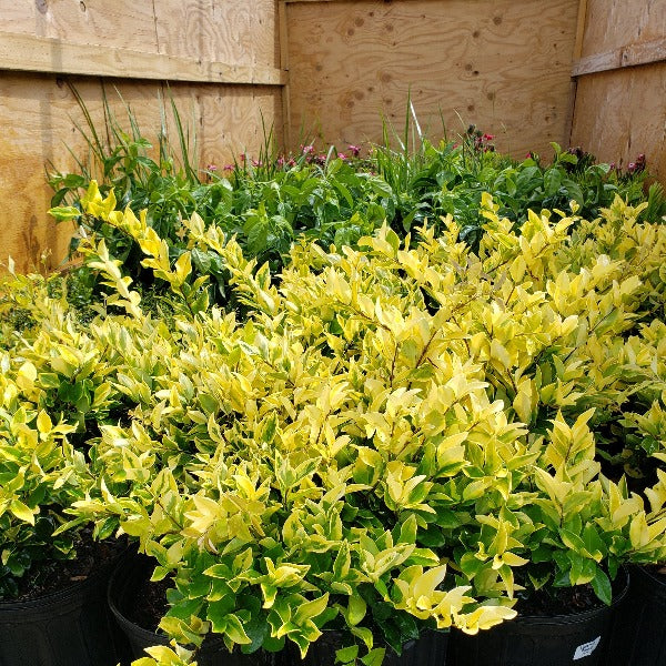 Ligustrum Howardi - Advanced Nursery Growers