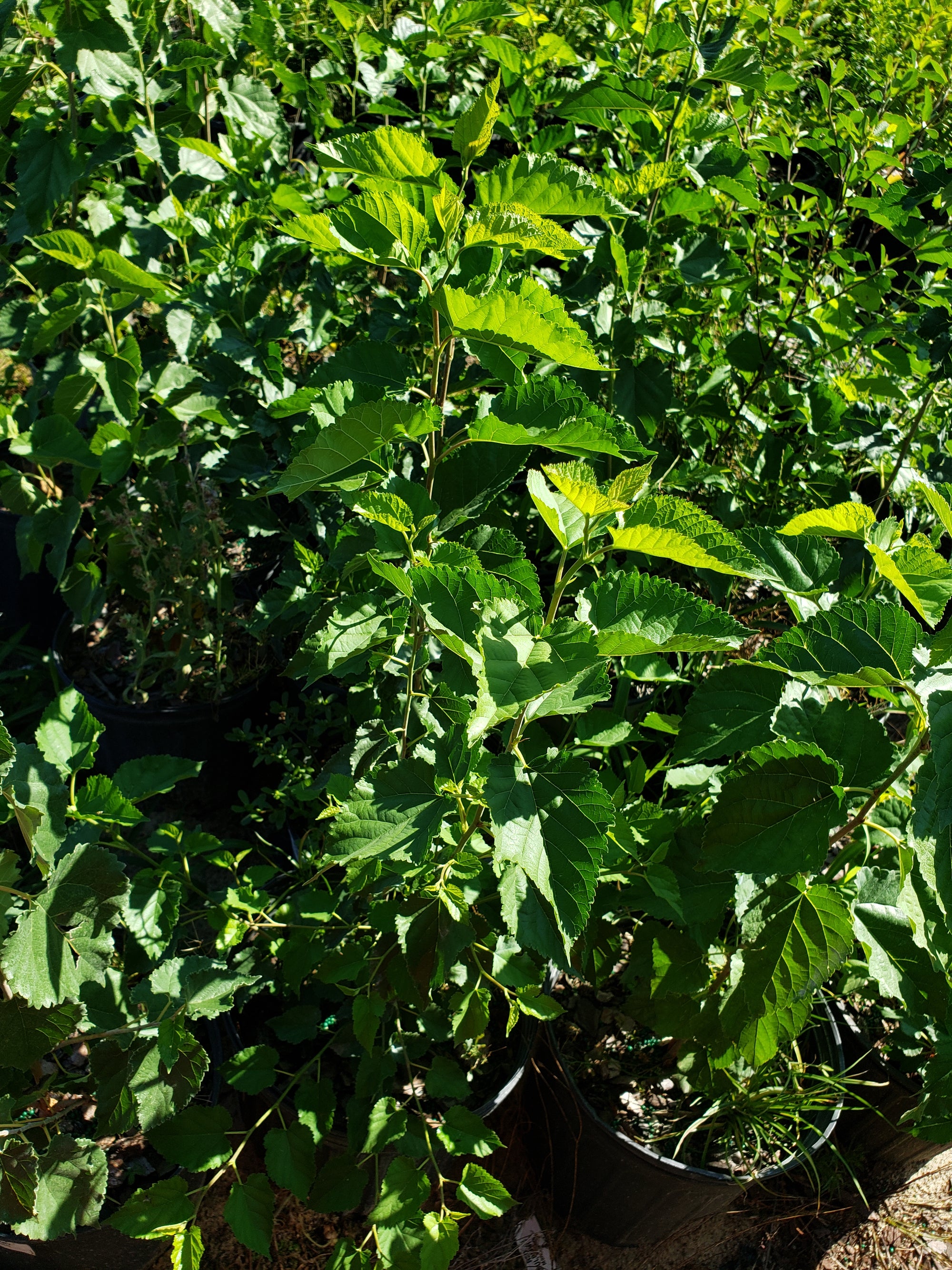 Fruit tree-RED MULBERRY - Advanced Nursery Growers