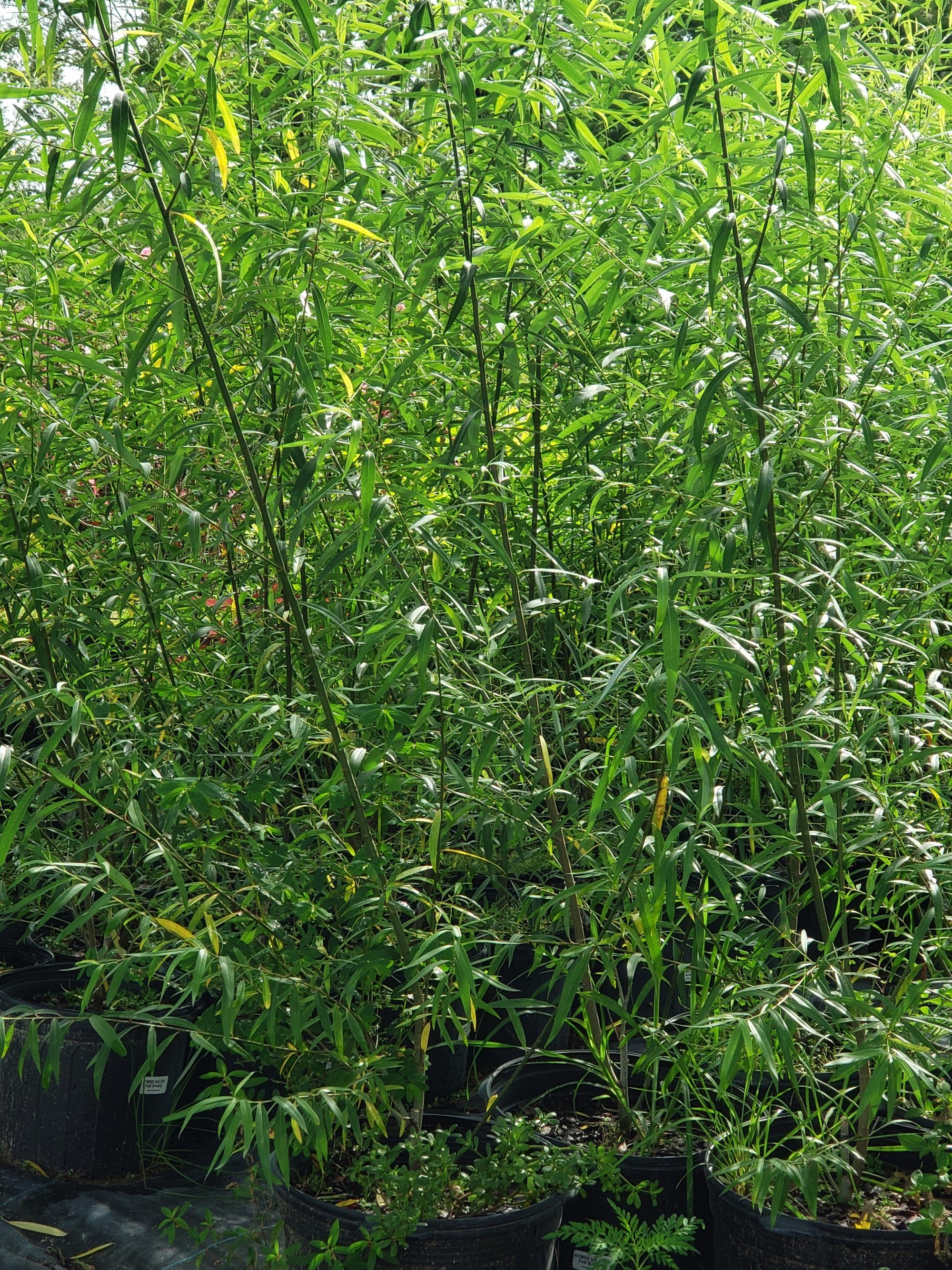 Hybrid Willow Tree - Advanced Nursery Growers