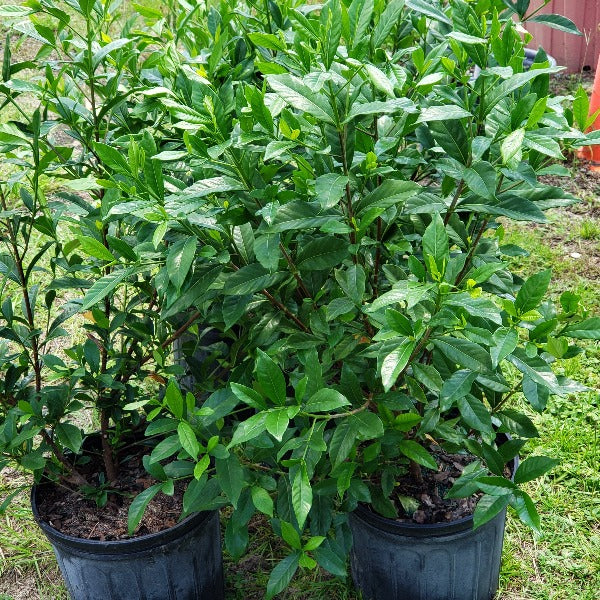 ANISE - Advanced Nursery Growers