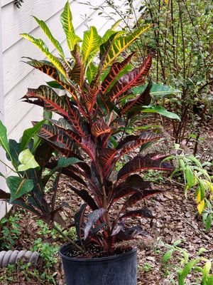 CROTON Magnificent - Advanced Nursery Growers