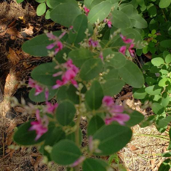 Bush Clover , lespedeza liukiuensis' Little Volcano' - Advanced Nursery Growers