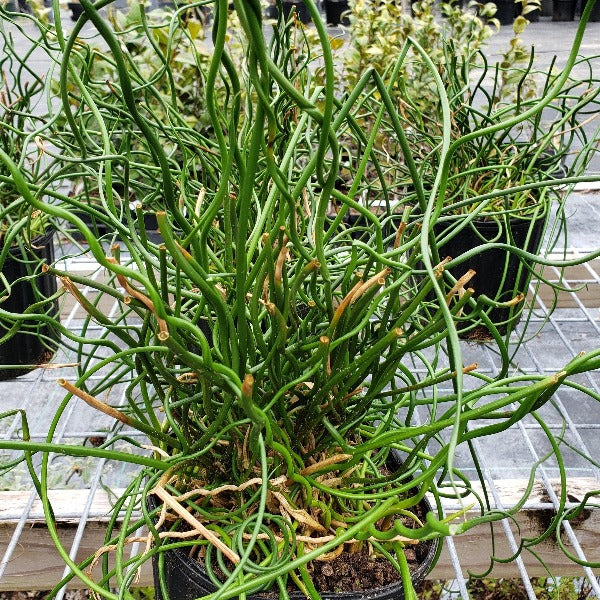 Juncus effusus f. spiralis, Twisted Arrows Juncus - Advanced Nursery Growers