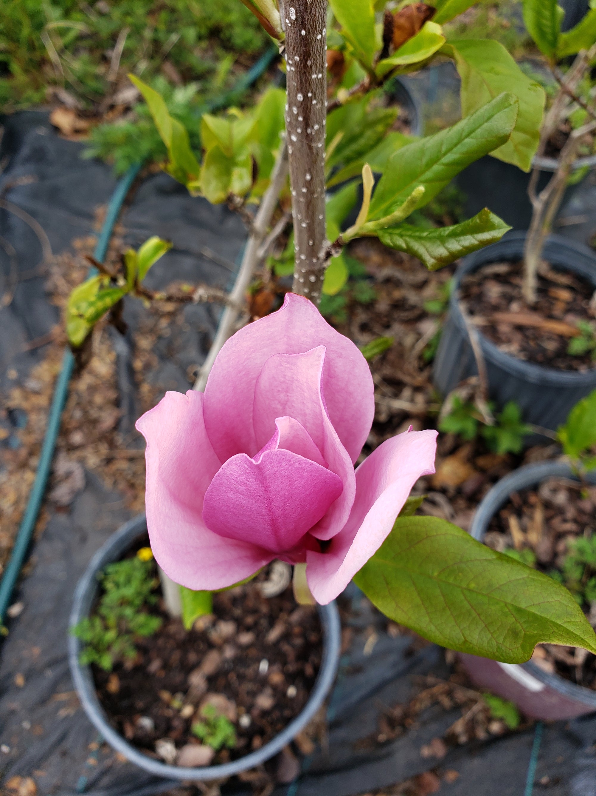 Magnoloa Lily - Advanced Nursery Growers