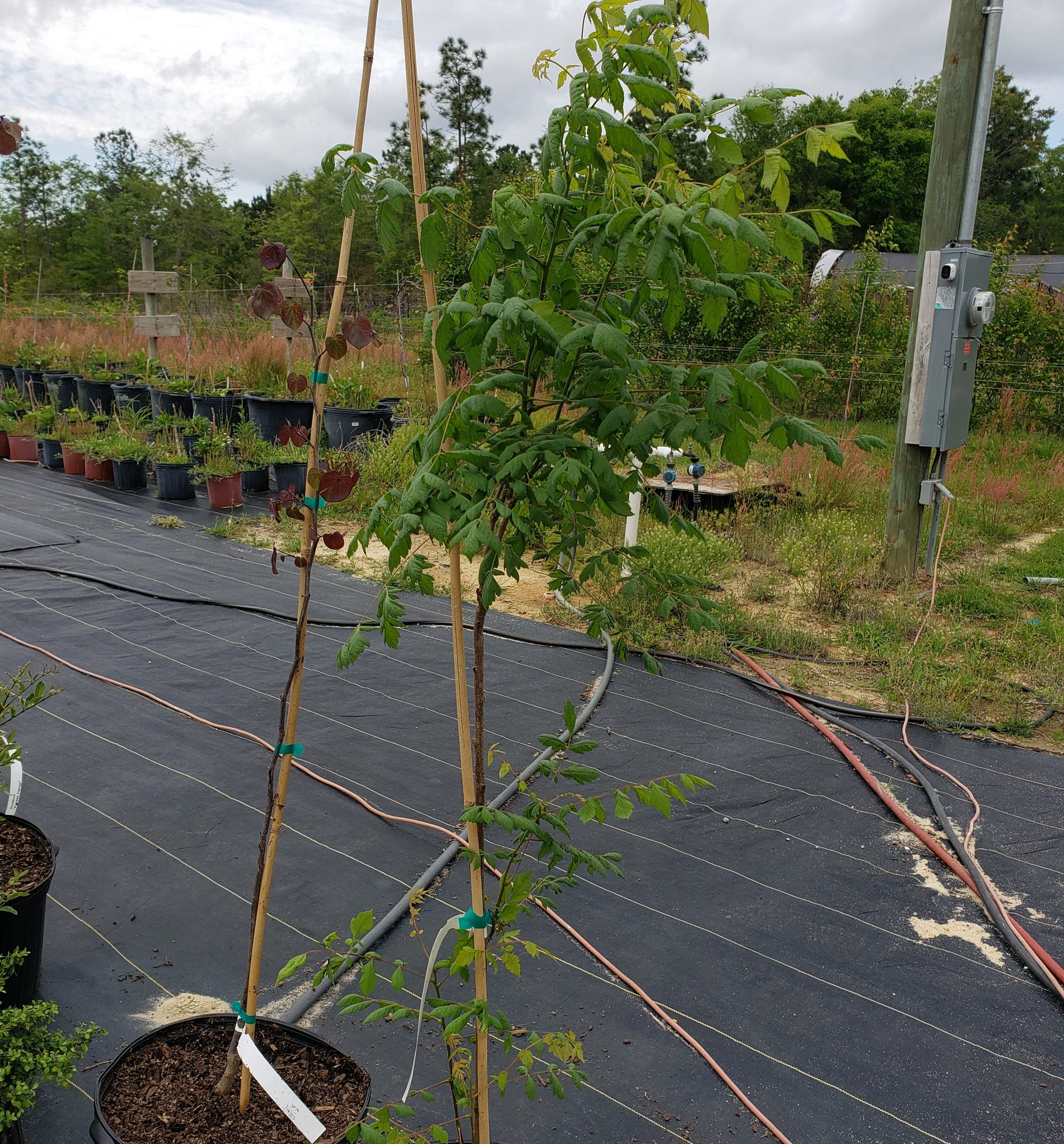 RAIN TREE - Advanced Nursery Growers
