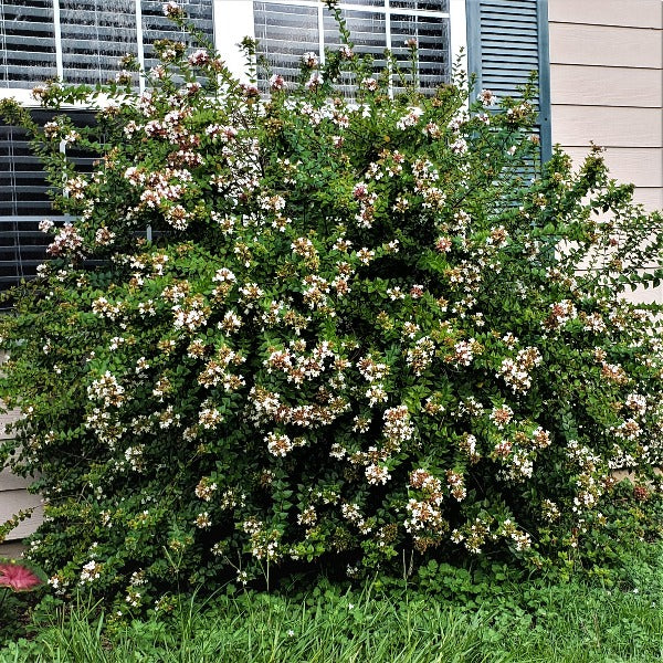 Abelia Rose Creek - Advanced Nursery Growers