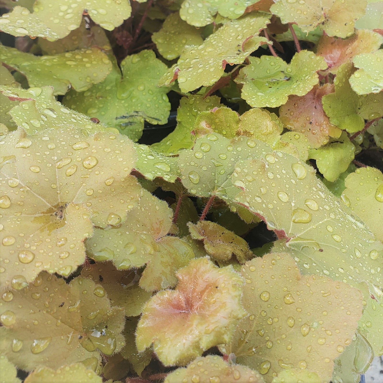 Heuchera - Advanced Nursery Growers