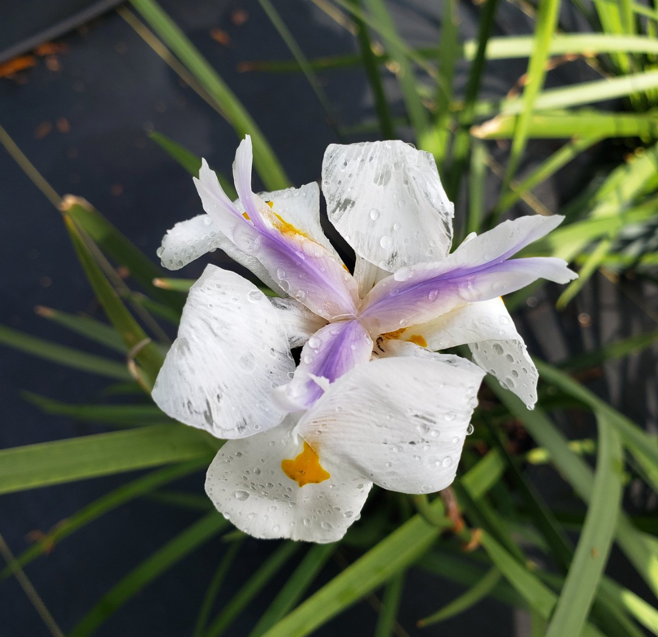 AFRICAN IRIS
