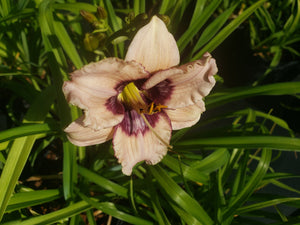 Lily DAY LILIES ASSORTED