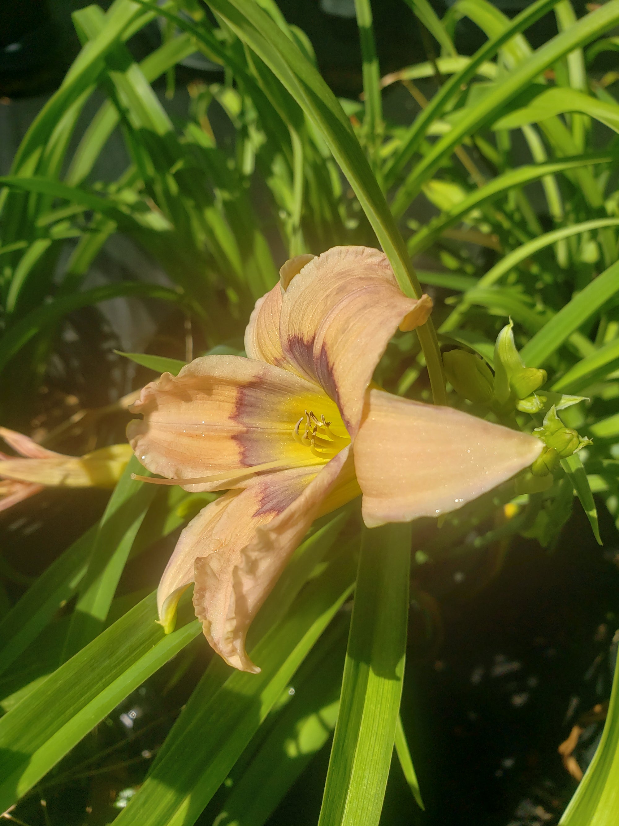 Lily DAY LILIES ASSORTED - Advanced Nursery Growers
