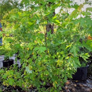MAPLE October Glory - Advanced Nursery Growers