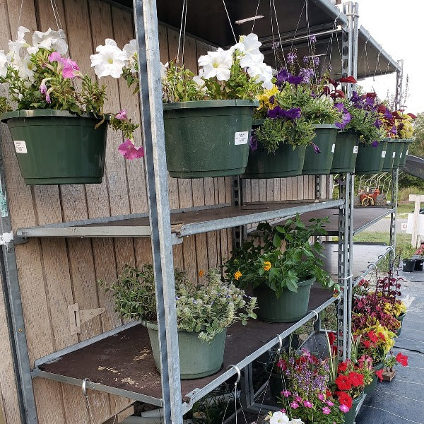 Hanging baskets - Advanced Nursery Growers