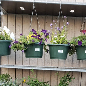 Hanging baskets - Advanced Nursery Growers